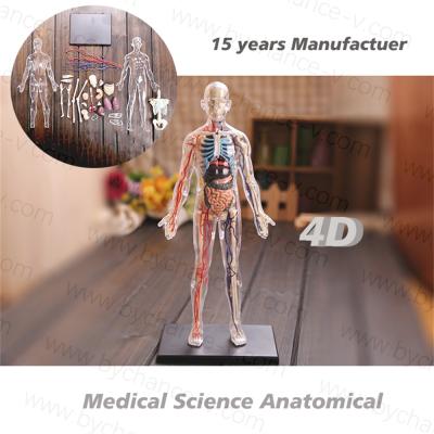 China Learning resources hotsale cool gift for medical science student art toy 4D vision anatomy transparent human torso skeleton model 13.8 inch for sale