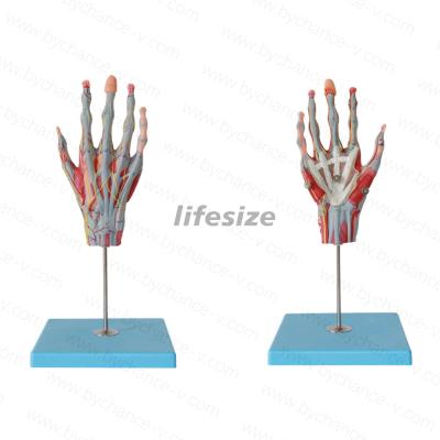 China Learning Resources Medical Science Supplies Palm Human Anatomical Hand Skeletal Model with Ligaments, Muscles, Nerves and Arteries for sale