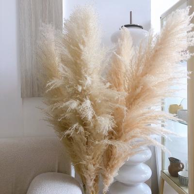 China Wholesale Touch Natural Wedding Home Decor Dried Natural Dried Flowers And Plants Decorative Pampas Grass for sale