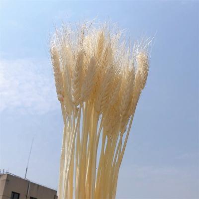 China Contact Makers Natural Wedding Dried Flower Bouquet Decorations & Supplies Wheatgrass for sale