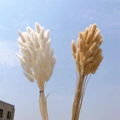 China Durable Christmas Decorative Flowers And Braids Material Dried Flowers Rabbit Tail Grass Bouquets for sale