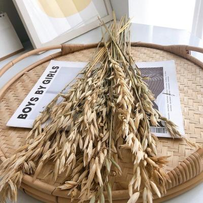 China Natural high quality tabletop arrangement autumn wedding touch flower bouquet eternal dry diy garland dried oat flowers for sale