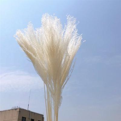 China The Home Decor Small Ponytail Natural High Quality Durable Pampas Grass The Little Drummer Flower for sale