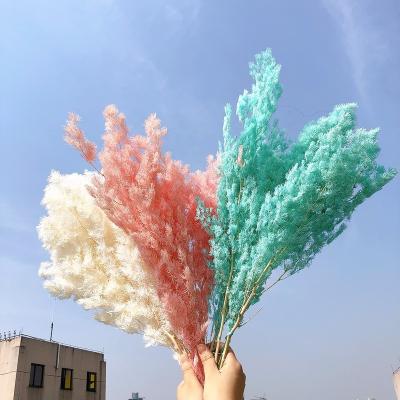 China Natural Plants Wholesale Asparagus Decorative Wedding Home Preserved Natural Dry Flower Blossoms Myrioeladus for sale