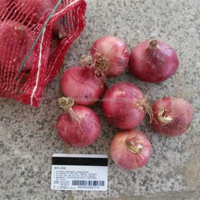 China China High Quality Fresh Fresh Red/Yellow Onion for sale