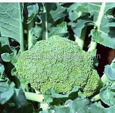 China Broccoli Cut Frozen Floret for sale