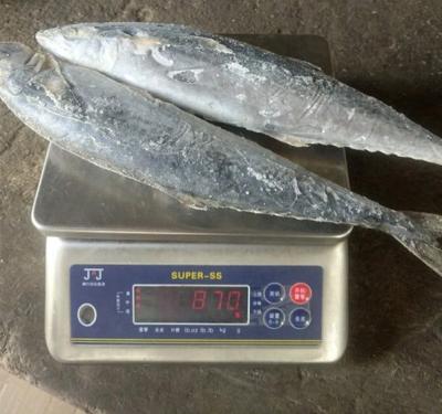 China FROZEN SPANISH MACKEREL FOR SALE for sale