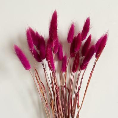 China Modern Valentine's Day Dried Flower Lagoose Tail 50 Branch White Lago Tail Grass for sale