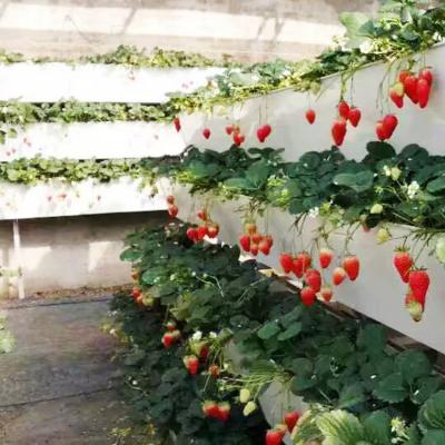 China Wholesale Price PVC Vegetable Planting Commercial Hydroponic Plant Growing Gutter Systems for sale