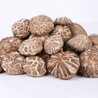 China High Quality Dried Shitake Mushroom and Organic Dried Mushroom for Sale for sale