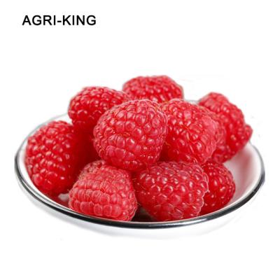 China Wholesale iqf frozen raspberry FROZEN for sale