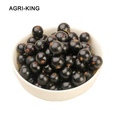 China China FROZEN iqf frozen blackcurrant for sale