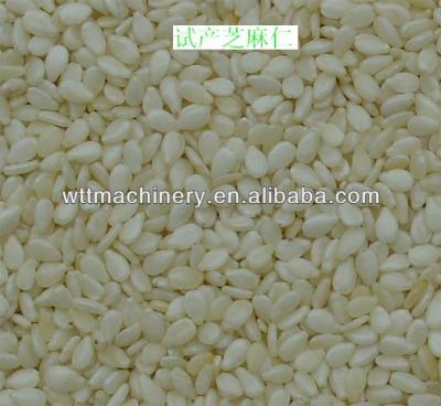 China Cleaning And Peeling Sesame White Sesame Seed Processing Machinery For Ethiopia for sale