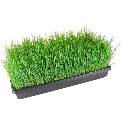 China Plastic Plant Growing Tray Plant Tray Greenhouse Hydroponic Plant Germination Tray for sale