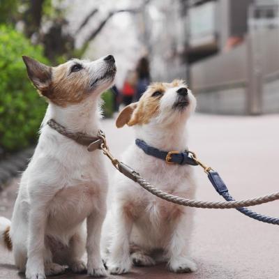 China Custom Designer Pet Leather Collar and Luxury Custom Made Genuine Leather Collar Para Perros De Cuero Dog Leash Collar for sale