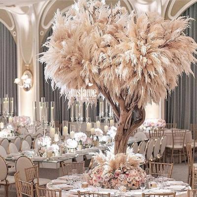 China Dried Flowers Indoor Decoration Popular Fluffy Pampas Grass Natural Tall Pampas Grass for sale