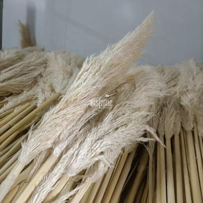 China 80cm Dried Bulk Common Wholesale Dried Pampas Grass Flowers Large Flower Plant Pampss for sale