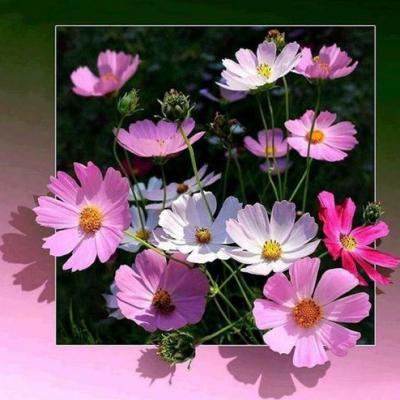 China Beautiful 5d Diy flower Diamond Painting from HUACAN of modern modern simplicity with bright colors for sale