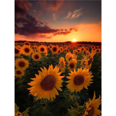 China Yiwu Huacan Diy Craft Diamond Painting Sunflower Wholesale Diamond Embroidery Sunset Farmhouse Indoor Decor for sale