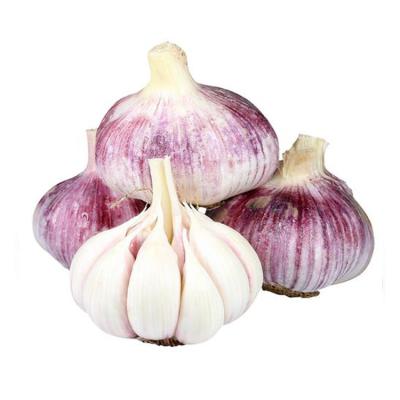 China Fresh Price White Garlic With Premium Fresh White Garlic Fresh Price 6.0cm for sale