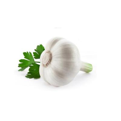 China Fresh Chinese pure white garlic 2022 export garlic price of new normal pure white garlic fresh cultured 3p for sale