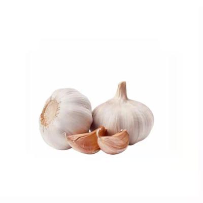 China New Good Quality Fresh Cold Storage Fresh Garlic Per Bag Price Fresh Garlic In Box for sale