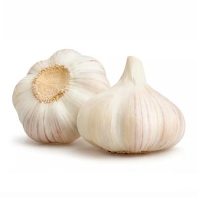 China Fresh 4.5-5.0cm, 5.0-5.5cm, Bag Price Fresh Normal White Garlic Healthy Natural Fresh Garlic for sale