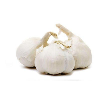 China Manufacturers Low Price Normal Fresh Garlic In Mesh Bag New Fresh Garlic Culture for sale