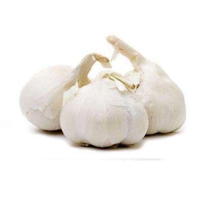 China Healthy Natural Fresh Garlic Fresh New Fresh Garlic Crop In White Mesh Bag Garlic Ship By Reefer Container for sale