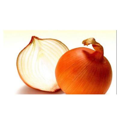 China Wholesale fresh onions 3-5cm export fresh and sweet fresh yellow onion fresh quality for sale