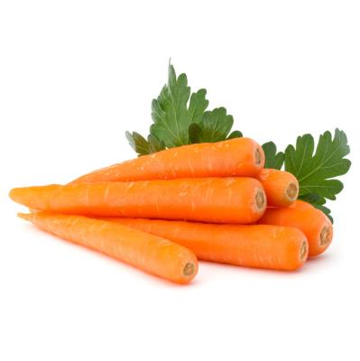 China Wholesale Customized Fresh Chinese Carrot Fresh Carrot Fresh Vegetables for sale