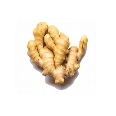 China Hot Selling New Fresh Cultured Ginger And Air Dried Ginger Fresh With High Quality for sale