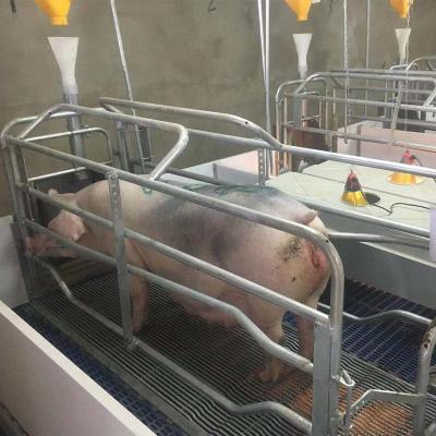 China Pregnant Sow Sell Automatic Water Washing System Nursery Pig Cage Breeding Equipment for sale