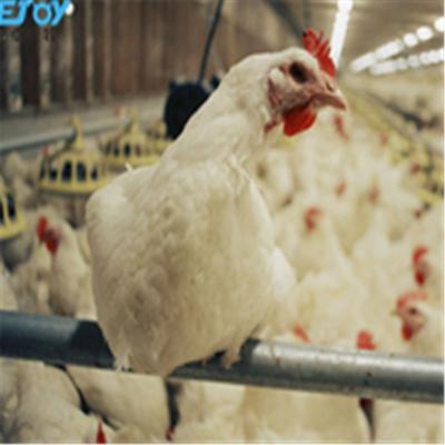 China One Stop Service Poultry Chicken Farm Equipment Automated Poultry from Qingdao China for sale