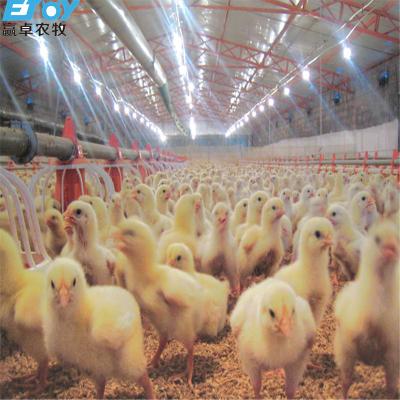 China Outstanding Farm Broiler Chicken Equipment Machinery Supplier Fully Automatic Feeding System For Poultry Farm for sale