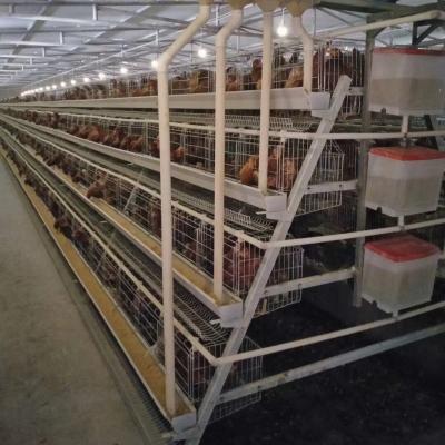 China Outstanding Farm Ethiopia Chicken Farm Machinery Supplier Full Automatic Poultry Equipment For Sale For Broiler for sale