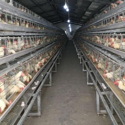 China Automatic Layer Cage System Hot Sale Poultry Equipment 4 Tier Chicken Layer Battery Cage for sale