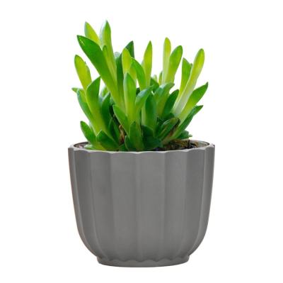 China Modern Hot Sale Plant Decoration Plastic Desktop Flower Pots Cement Potted Flower Pots Small Effect Green Plants Colorful Succulents for sale