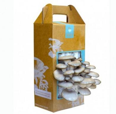 China Recycled Materials Custom Rectangular Cardboard Box For Mushroom Packaging for sale