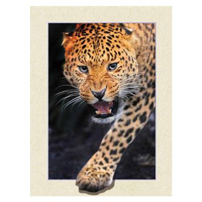 China Europe 5d Lenticular Image Printing Tiger 5d Image Prints for sale