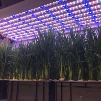 China Eco-friendly red blue led grow light strip 3FT 4FT 13W 18W 36W T8 tube for indoor potted plants flower grow seed tent for sale