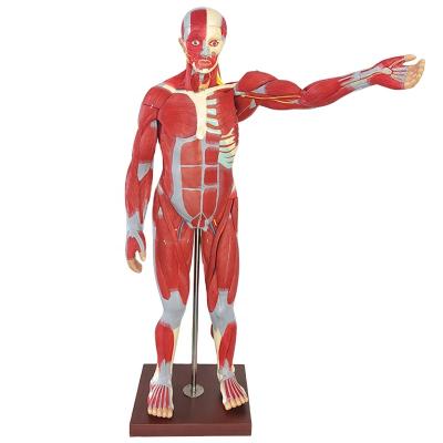 China 170CM Detachable Demonstration 170CM Anatomical Muscle Model Muscular Figure Anatomical Model Teaching Resources Educational Equipment Medical for sale