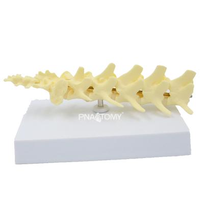 China Canine Detailed Animal Skeletal Vertebral Bone Dog Bone Spinal Column Model for sale