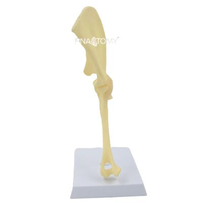 China Detailed Anatomy Structures Canine Spinal Model Veterinary Demonstration of Dog Bone Skeleton Lumbar Spine Shoulder Elbow Hip Knee Knee Joint for sale