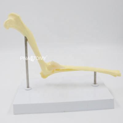 China Canine Skeletal Model Veterinary Demonstration Dog Bone Vertebral Dog Elbow Joint Model Dog Lumbar Spine Dog Shoulder Elbow Hip Knee Joint Bones for sale