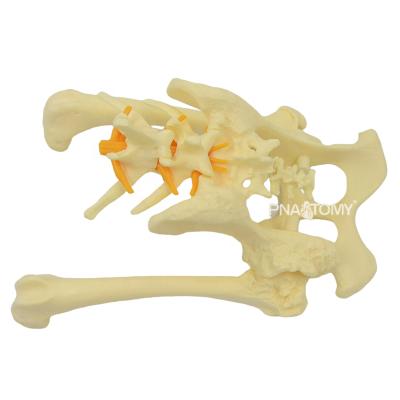 China Dog Hip Joint Pelvis Animal Canine Model Dog Hip Joint Pelvis Animal Canine Model for sale