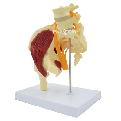 China Human Male Female Anatomy Detailed Structures Pelvic Muscle Anatomy Model Muscled Hip Anatomical Half with Sciatic Nerve for sale