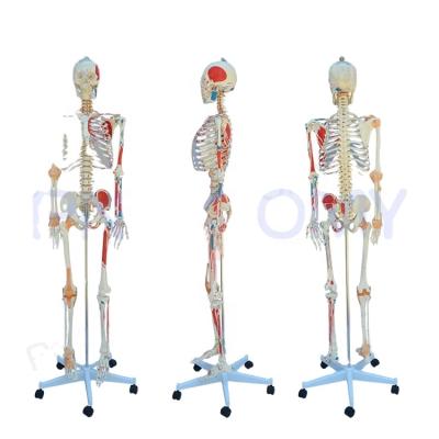 China Plastic life size adult skeletal model with muscles and ligaments numbered flexible arms and legs for sale