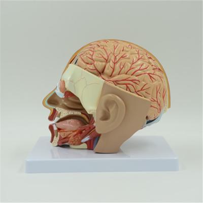 China Hot Selling 25*18*25cm Small Plastic Brains Small Plastic Brains,Brain Stem Models,Brain for sale