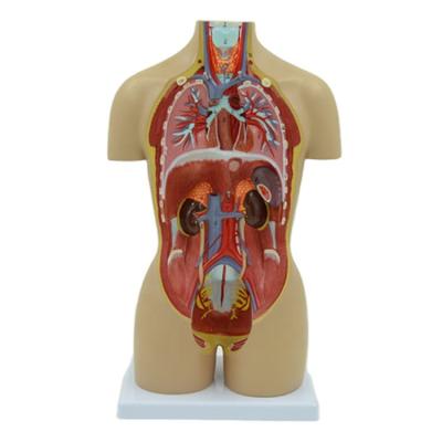 China Anatomical demonstration manufactures wholesale 16 parts (anatomical model) of 45cm dual-sex anatomy human torso model for sale